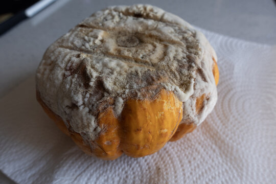 Rotten pumpkin displaying widespread white mold, symbolizing decay and food waste