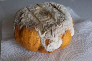 Pumpkin covered in white mold and fuzzy fungus © Pavlo