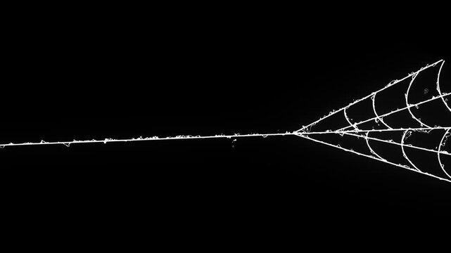 Flexible white spider silk animation expanding dynamic lines, spooky Halloween spider web overlay on clean black background, animated spider web expansion effect with flexible elastic strands,4k