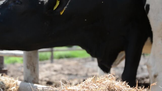 A detailed close-up of a black cow's face and head basking in the sunlight near a feeder, with a picturesque farm scene in the background.