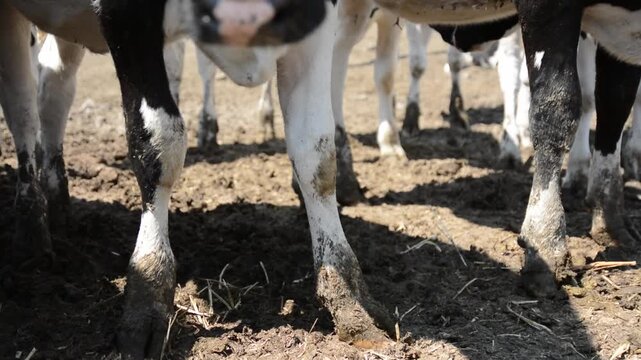 A close-up of many cows' legs standing in muddy ground, capturing the texture and movement of the animals in a rural farm setting.