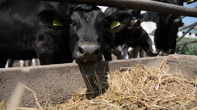 A close-up of a cow's face and head near a hay feeder on a farm, highlighting its features and expression in a peaceful rural setting.