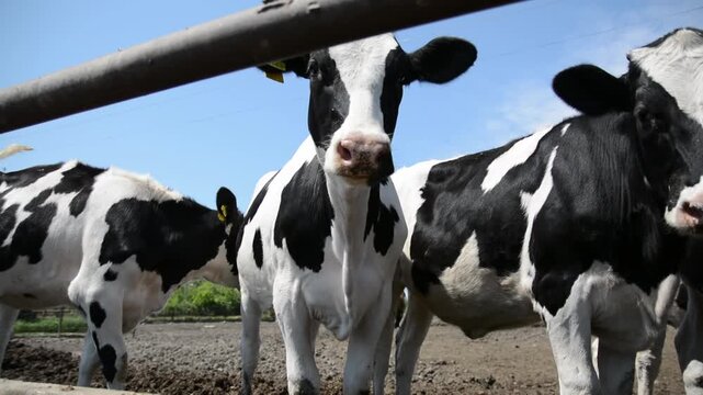 Several black-and-white cows standing near hay feeders on a farm, showcasing their distinct patterns and natural behavior in a rural setting.