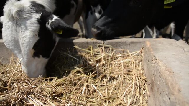 A close-up of a cow's face and head near a hay feeder on a farm, highlighting its features and expression in a peaceful rural setting.