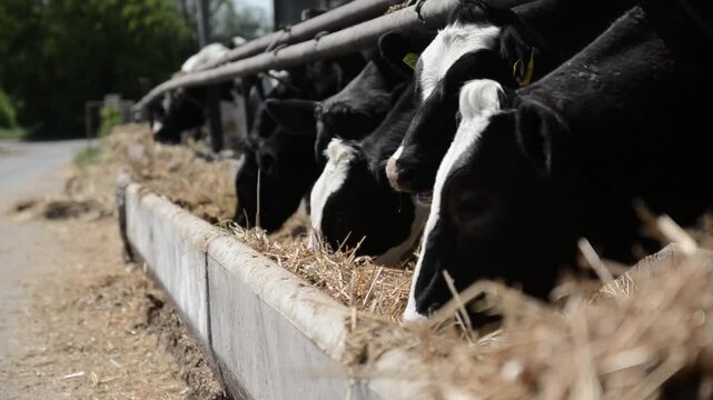 Several black-and-white cows standing near hay feeders on a farm, showcasing their distinct patterns and natural behavior in a rural setting.