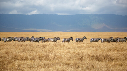 Naklejka premium Herd of plains zebras walking in a line across golden savanna with Ngorongoro Crater wall background, Tanzania