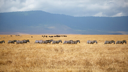 Naklejka premium Line of plains zebras walking across golden dry grass with Ngorongoro Crater wall background, Tanzania