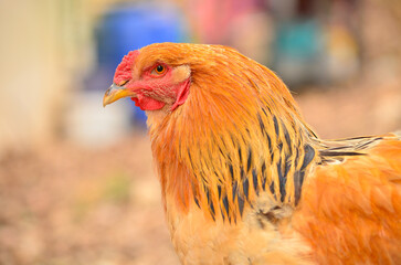 Portrait d'un coq © isabelle