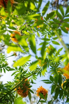 Flowers from below