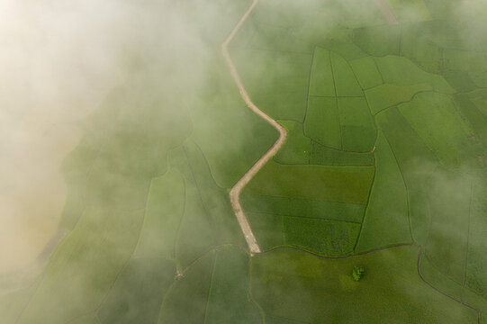 Misty Rice Fields