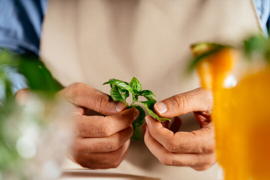 Chef hands preparing fresh basil for cooking