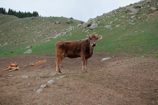Alpine Pastoral: A Cow on the Evening Pasture.