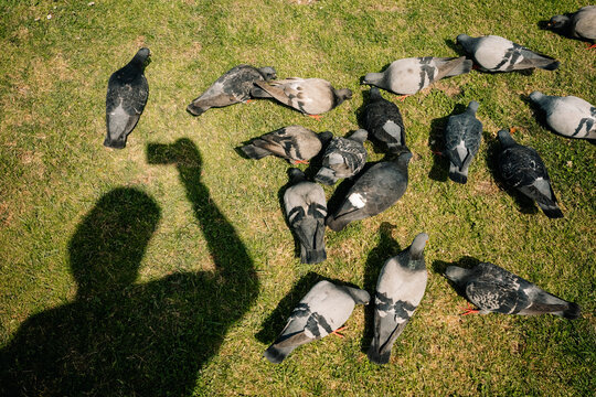 Birds Gather on Grass in Park While a Shadow is Seen Above