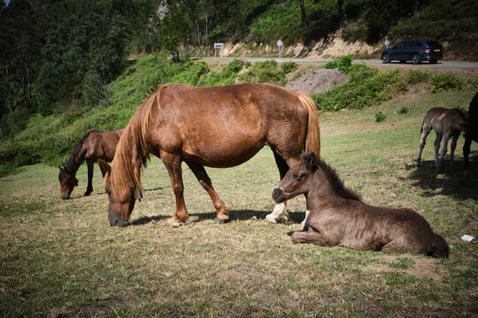 Caballos en el Monte Sueve en Asturias. Mirador del Fito. Arriondas