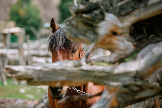 A Horse Behind the Deadwood.