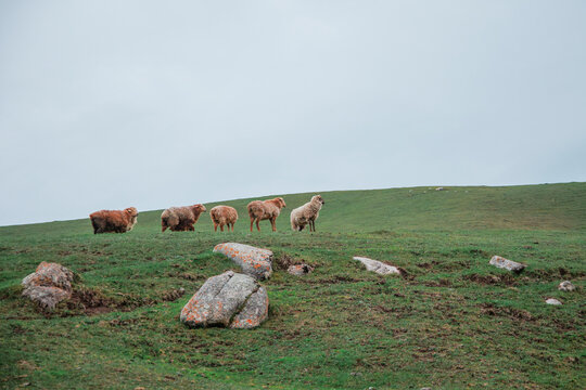A Herd of Sheep on the Hillside.