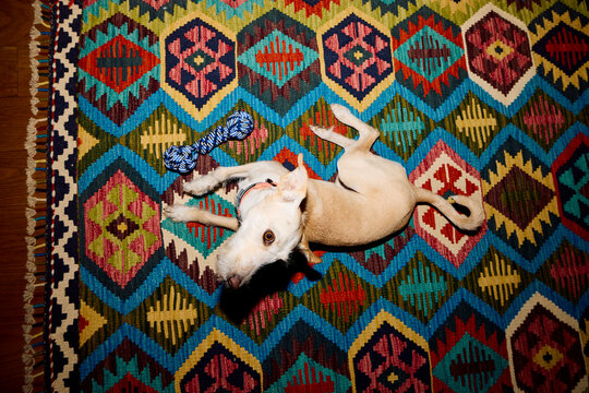 Dog Rests on a Colorful Rug.