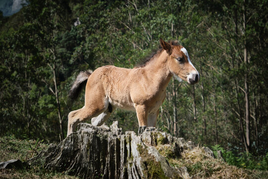 Caballos en el Monte Sueve en Asturias. Mirador del Fito. Arriondas