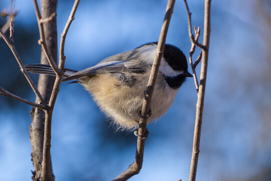Black-capped Chickadee in the Sunlight
