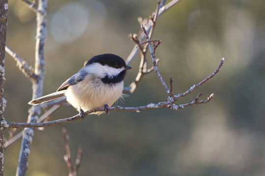 Black-capped Chickadee in the Sunlight