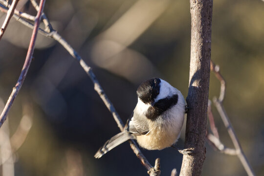 Black-capped Chickadee in the Sunlight