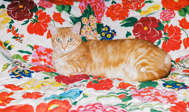 Orange cat resting on colorful floral quilt