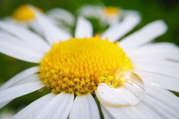 Naklejka premium Closeup white daisy with yellow center and water droplet for floral background celebrating nature and spring bloom
