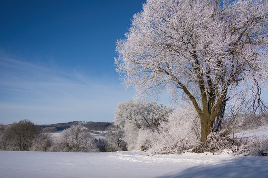 winter landscape with tree, path, field, maybe a hiker in the distance under blue sky