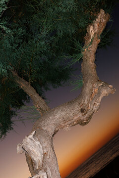 Tree branches extend over the ocean at sunset near the shore