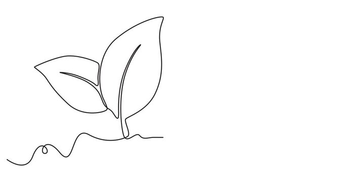 Animation of Continuous One Line Drawing Growing Plant with Leaves, Minimal Monoline Nature Illustration, Seamless Loop Motion Graphics, Botanical Growth Concept, Alpha Channel, 4K Animated Video