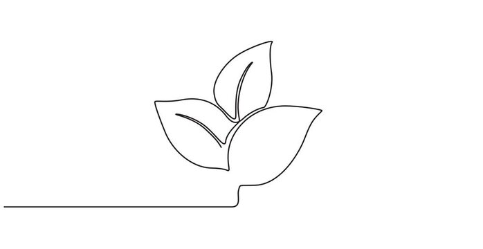 Animation of Continuous One Line Drawing Growing Plant with Leaves, Minimal Monoline Nature Illustration, Seamless Loop Motion Graphics, Botanical Growth Concept, Alpha Channel, 4K Animated Video