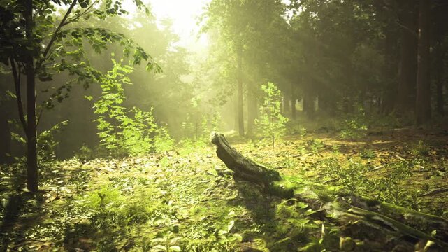 Golden solitude in french grove at sunrise with warm beams on leaf litter and fallen log, peaceful escape ideal for slow travel and mindful content.