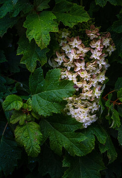 Hydrangea and Leaves Found in a Forest During Springtime