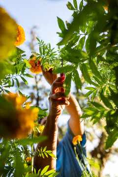 Faceless woman gardening from below
