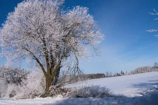 winter landscape with tree, path, field, maybe a hiker in the distance under blue sky