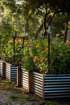 A cut flower garden in metal bed