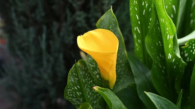 Close-up of a bright yellow calla lily blooming among lush green leaves with fresh water droplets. Beautiful floral and botanical garden scene.