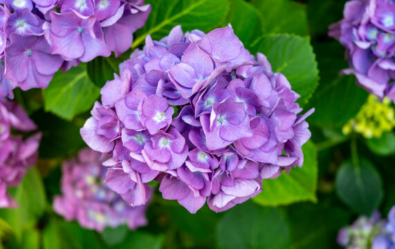 Primo piano di una bella ortensia viola