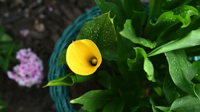Close-up of a bright yellow calla lily blooming among lush green leaves with fresh water droplets. Beautiful floral and botanical garden scene.