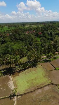 Breathtaking high angle panorama of scenic access road to Tibumana Waterfall in Bangli Bali &ndash; Vivid green rice fields, coconut palm alley and rural countryside, clean commercial background video 4k