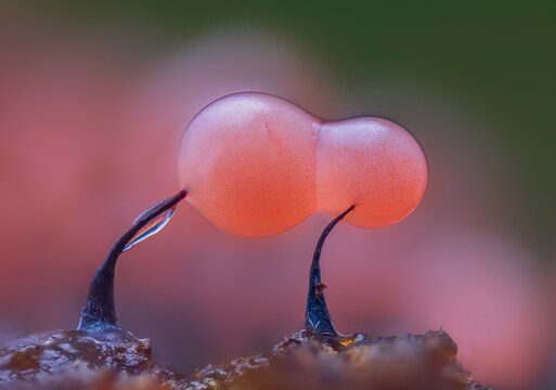 Slime mold - Physarum viride, it's a small protist organism