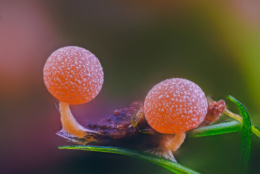 Slime mold - Physarum viride, it's a small protist organism