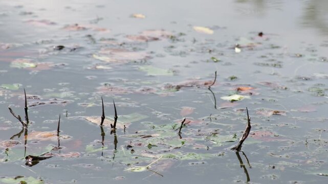 Looks like Tulip poplar branches sticking out of the water with they spiky ends.  Dragonflies zip about.  Looks like eastern amberwing dragonfly lands on a branch briefly then flies off.