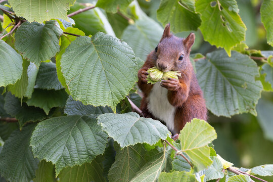 Europ&auml;isches Eichh&ouml;rnchen erntet Haseln&uuml;sse im Haselstrauch