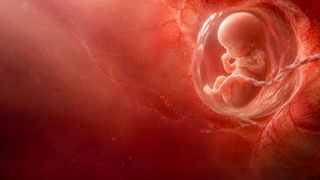 Human fetus in womb with umbilical cord, IVF pregnancy, prenatal development, reproductive medicine and maternal health.