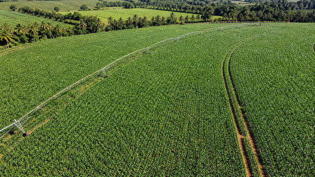Aerial view of a center pivot irrigation system over a green maize field