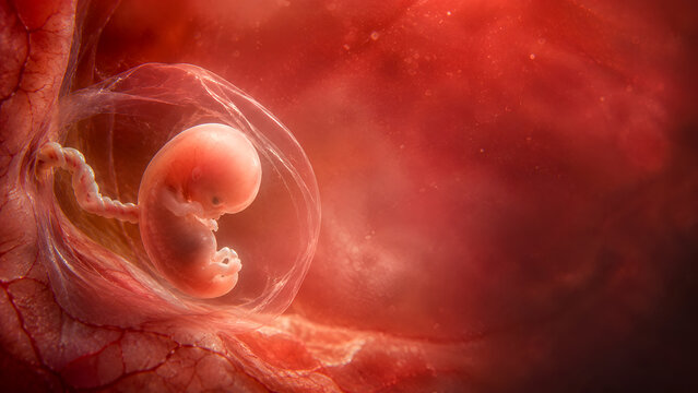 Human fetus in womb with umbilical cord, IVF pregnancy, prenatal development, reproductive medicine and maternal health.