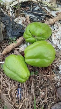 Fresh Raw Chayote Squash Harvested on Farm Ground