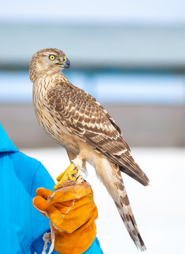 Falcon perched on a falconry glove in a snowy landscape, showcasing a trained bird of prey and the traditional art of falconry.