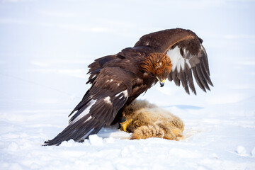 Naklejka premium Golden eagle in snow during falconry training, perched on a traditional fur lure in a winter landscape, showcasing the power and beauty of a trained bird of prey.